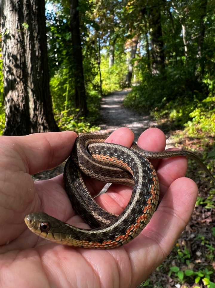 Eastern Garter Snake